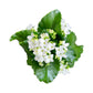 Kalanchoe 12cm Single Flower White - Flowering The Horti House