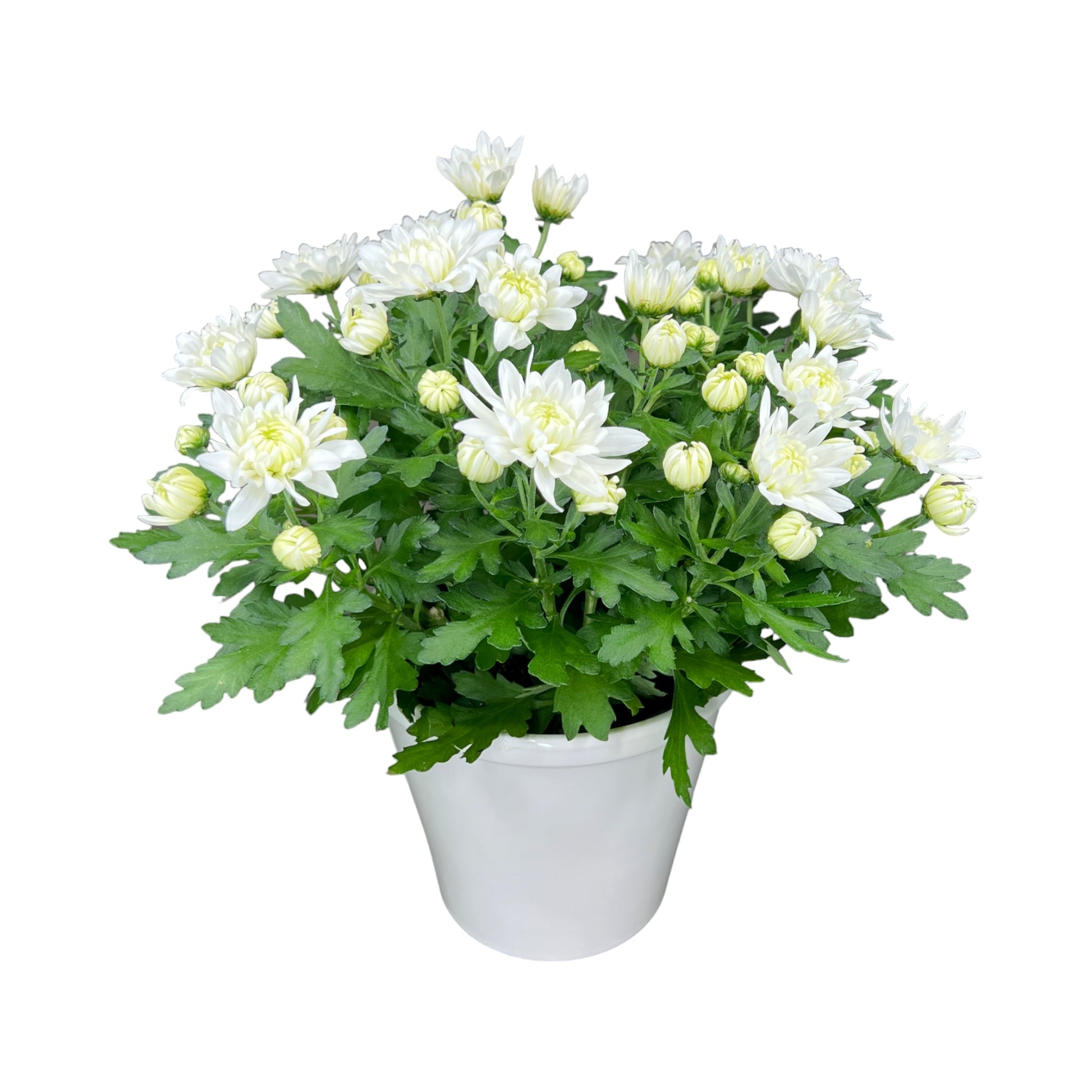 Mother's Day Chrysanthemum in Ceramic - Trolley Deal The Horti House