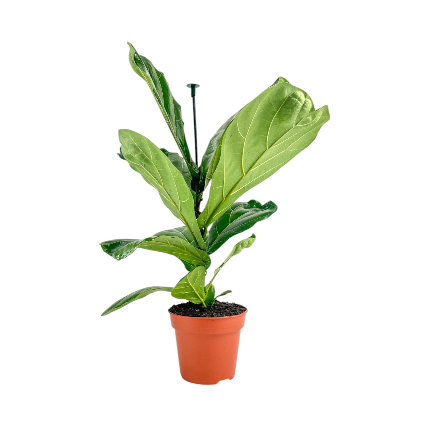 Ficus 17cm Lyrata