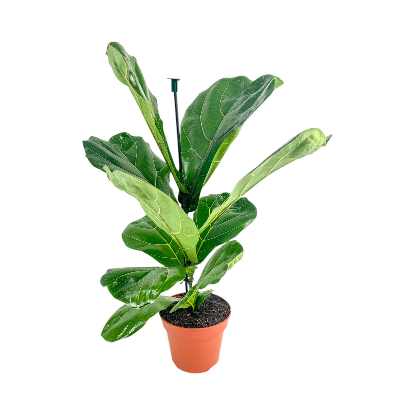 Ficus 17cm Lyrata