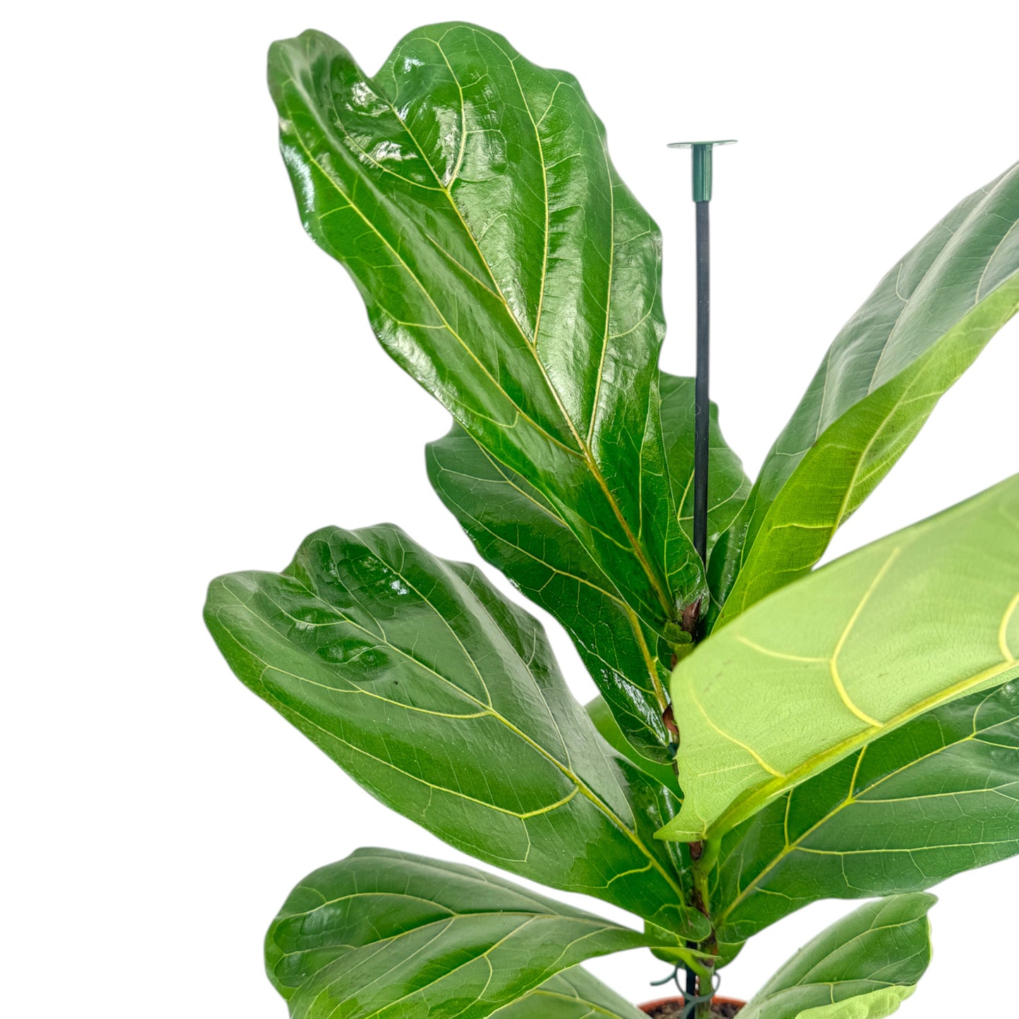 Ficus 17cm Lyrata