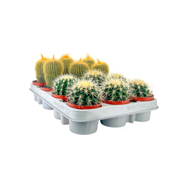 Cacti 8.5cm Bolcactus Mix
