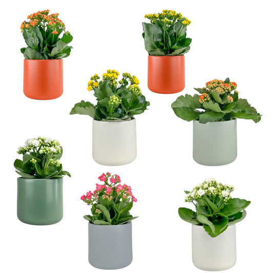 Kalanchoe 12cm Double Flower Mixed Colours in Cambridge Ceramic