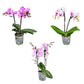 Phalaenopsis 9cm Twin Stem Mixed Colours