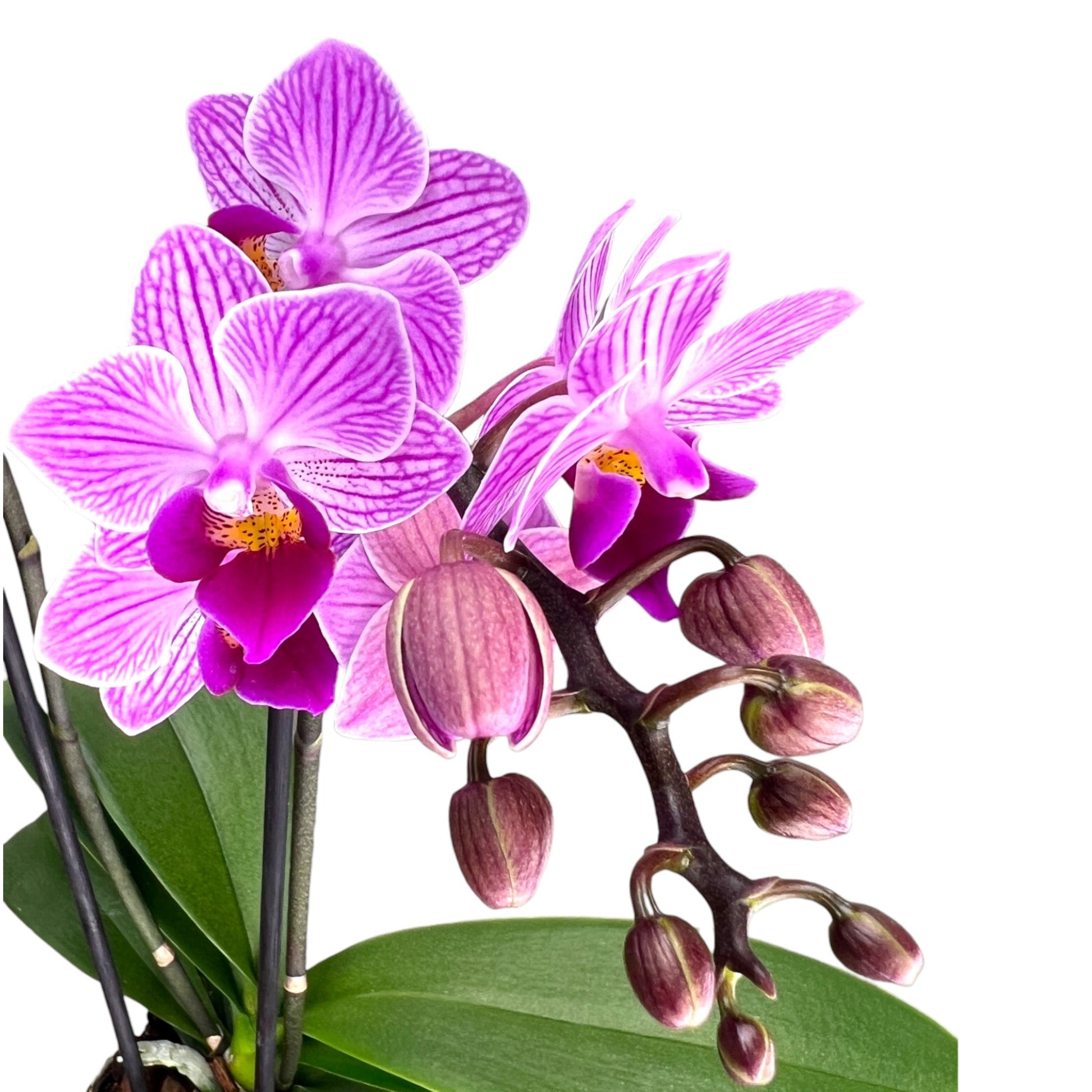 Mother's Day Miniature Orchid in Ceramic - Orchid The Horti House