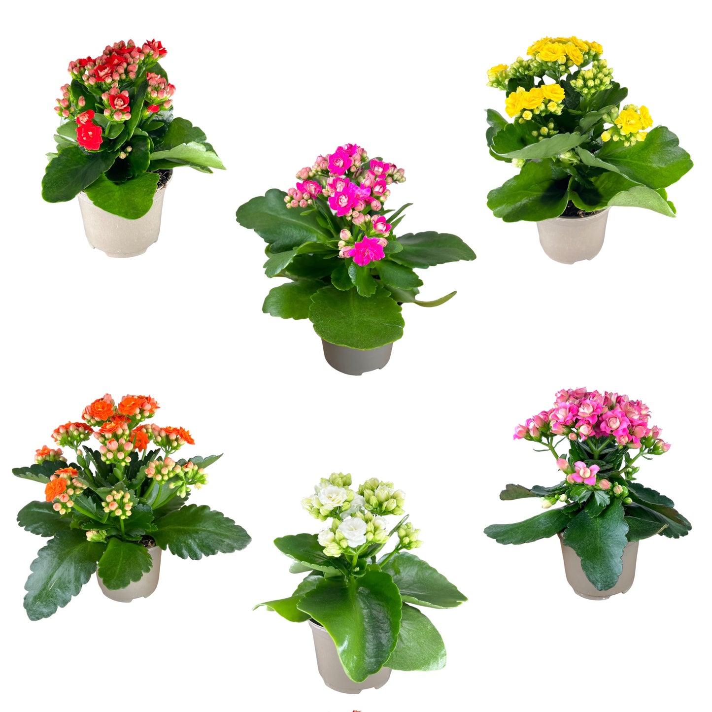 Kalanchoe 9cm Mixed Colours