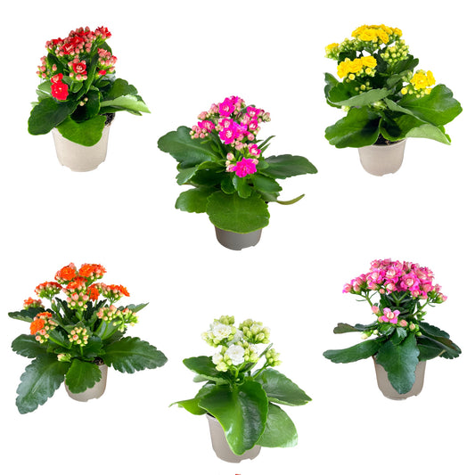 Kalanchoe 9cm Mixed Colours