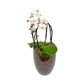 Mother's Day Orchid Glass Vase - Trolley Deal The Horti House