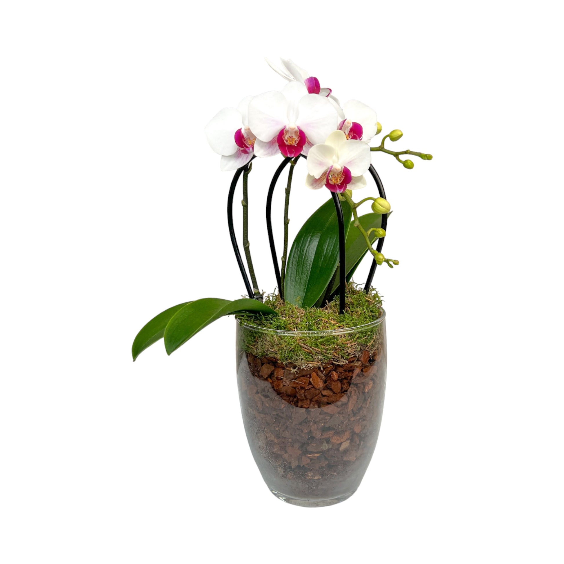 Mother's Day Orchid Glass Vase - Trolley Deal The Horti House