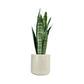Sansevieria 17cm Mix in Cambridge Ceramic - Green Plant The Horti House