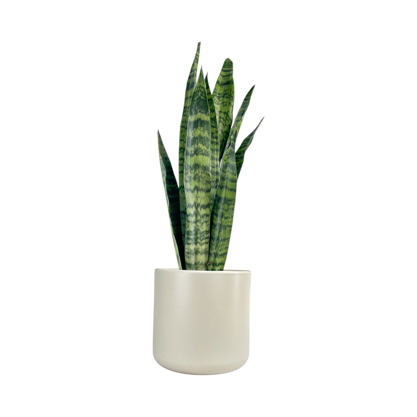Sansevieria 17cm Mix in Cambridge Ceramic - Green Plant The Horti House