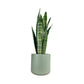 Sansevieria 17cm Mix in Cambridge Ceramic - Green Plant The Horti House