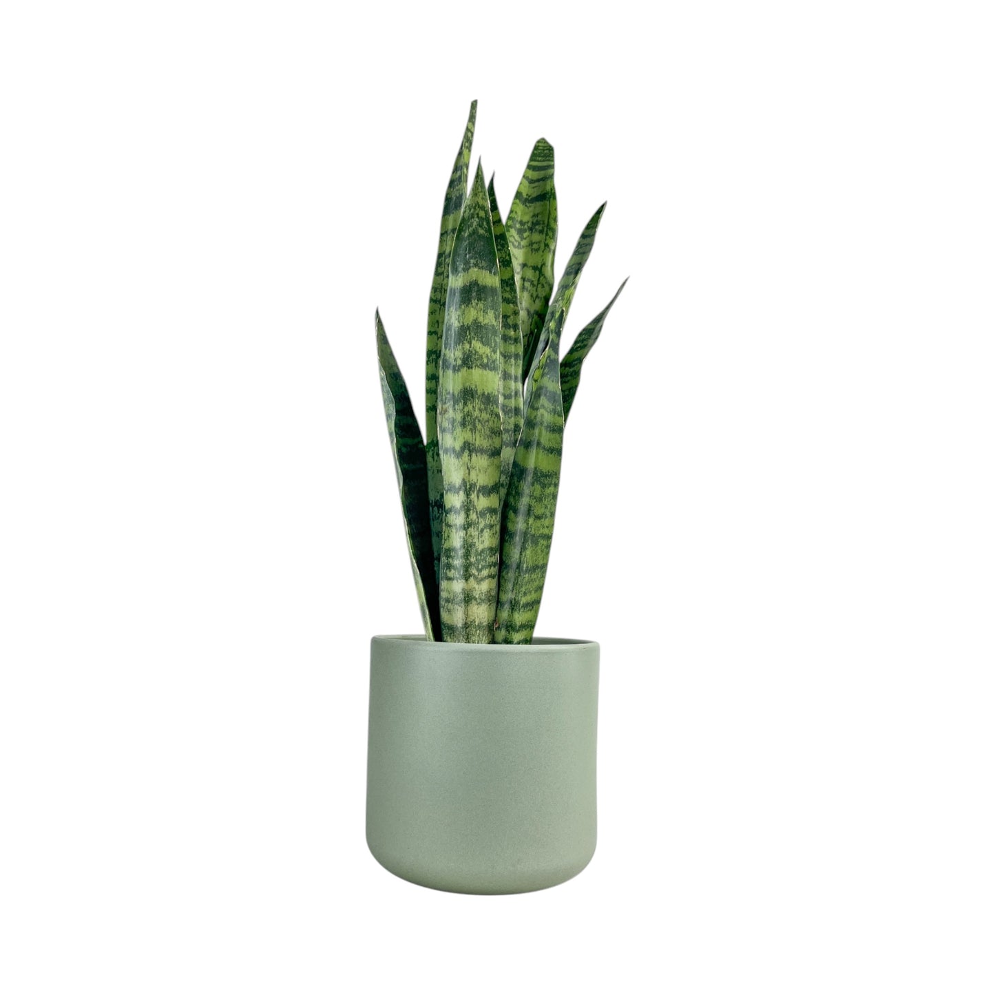 Sansevieria 17cm Mix in Cambridge Ceramic - Green Plant The Horti House