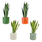 Sansevieria 17cm Mix in Cambridge Ceramic - Green Plant The Horti House
