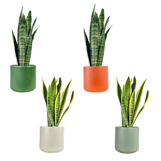 Sansevieria 17cm Mix in Cambridge Ceramic - Green Plant The Horti House