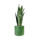 Sansevieria 17cm Mix in Cambridge Ceramic - Green Plant The Horti House