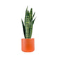 Sansevieria 17cm Mix in Cambridge Ceramic - Green Plant The Horti House