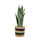 Sansevieria 17cm Mix in Basket - Green Plant The Horti House