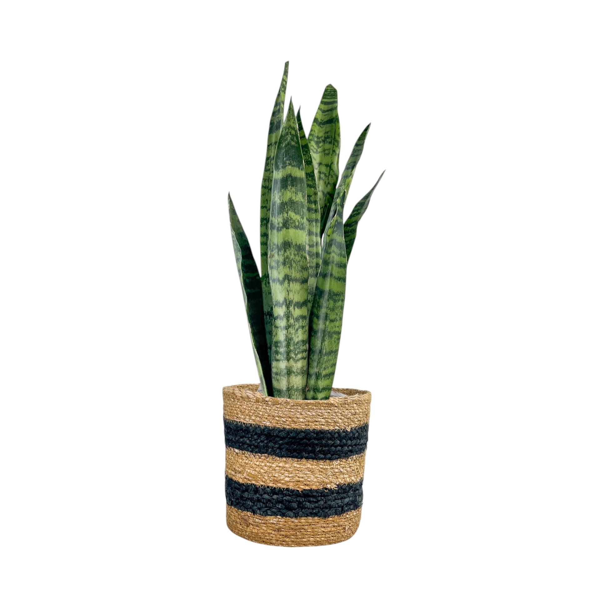Sansevieria 17cm Mix in Basket - Green Plant The Horti House