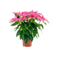 J'Adore Poinsettia 13cm