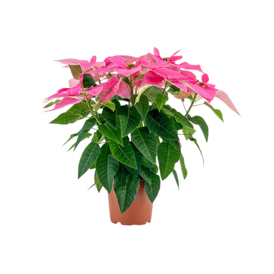 J'Adore Poinsettia 13cm