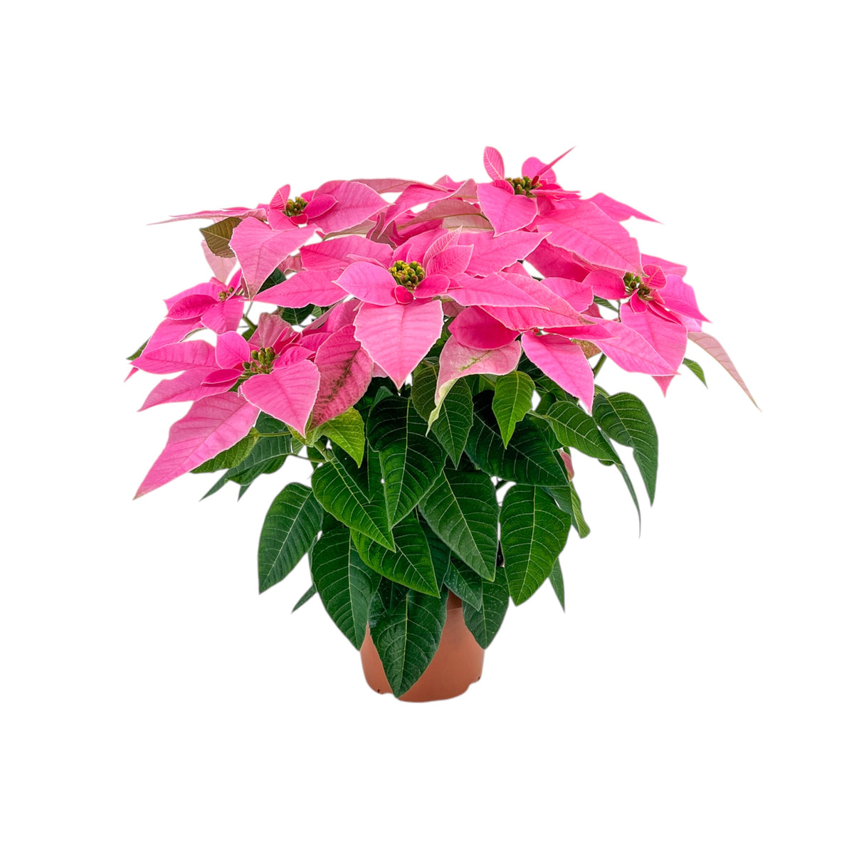 J'Adore Poinsettia 13cm