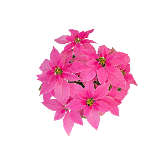 J'Adore Poinsettia 13cm