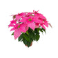 J'Adore Poinsettia 13cm