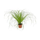 Cyperus 12cm Zamula