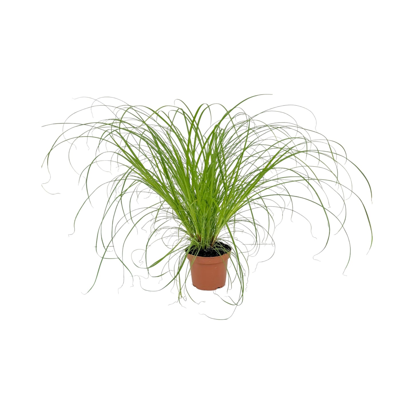 Cyperus 12cm Zamula