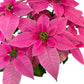 J'Adore Poinsettia 13cm