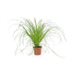 Cyperus 12cm Zamula