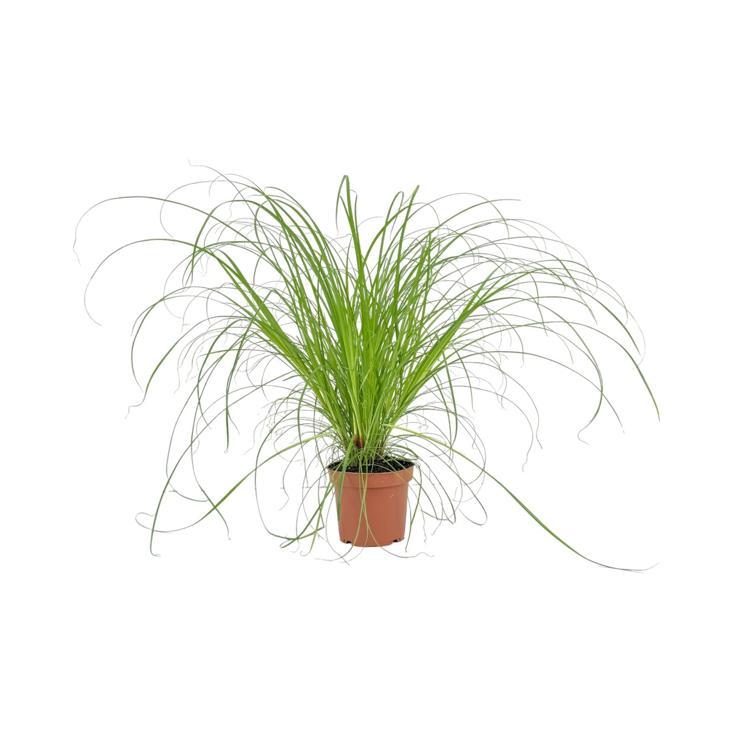 Cyperus 12cm Zamula