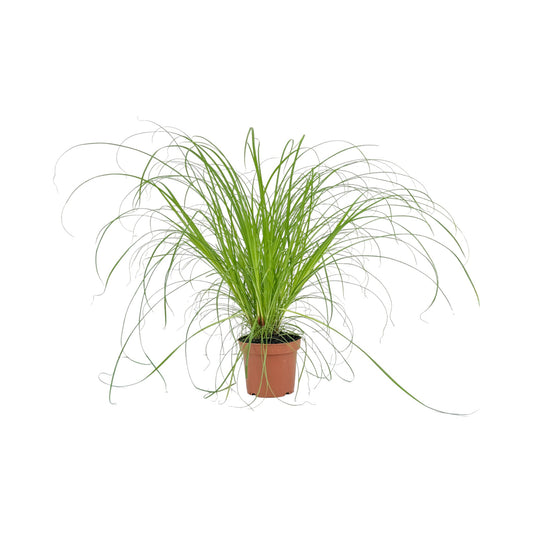 Cyperus 12cm Zamula