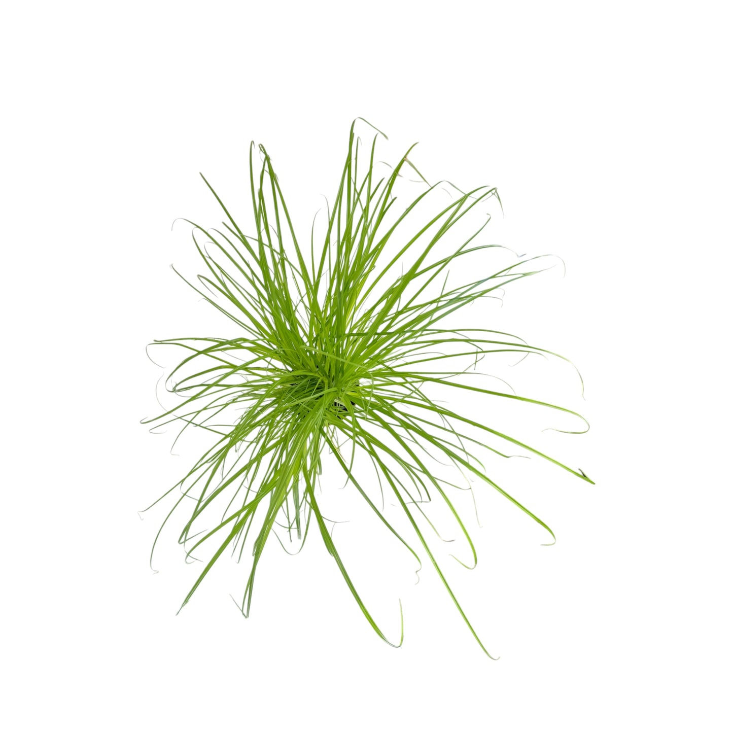 Cyperus 12cm Zamula