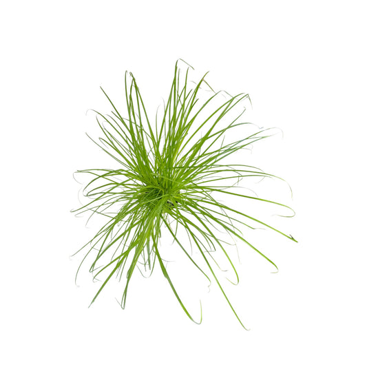 Cyperus 12cm Zamula