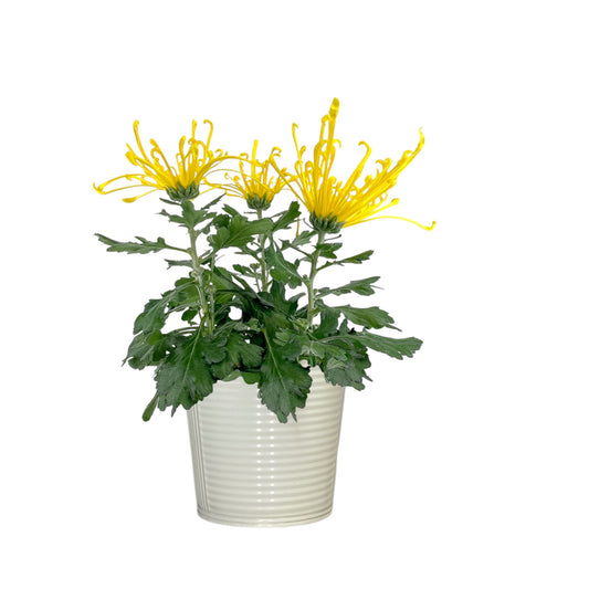 Chrysanthemum 14cm Fireworks Yellow In Zinc - Flowering The Horti House