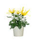 Chrysanthemum 14cm Fireworks Mixed Colours In Zinc