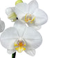 Phalaenopsis 12cm Twin Stem White