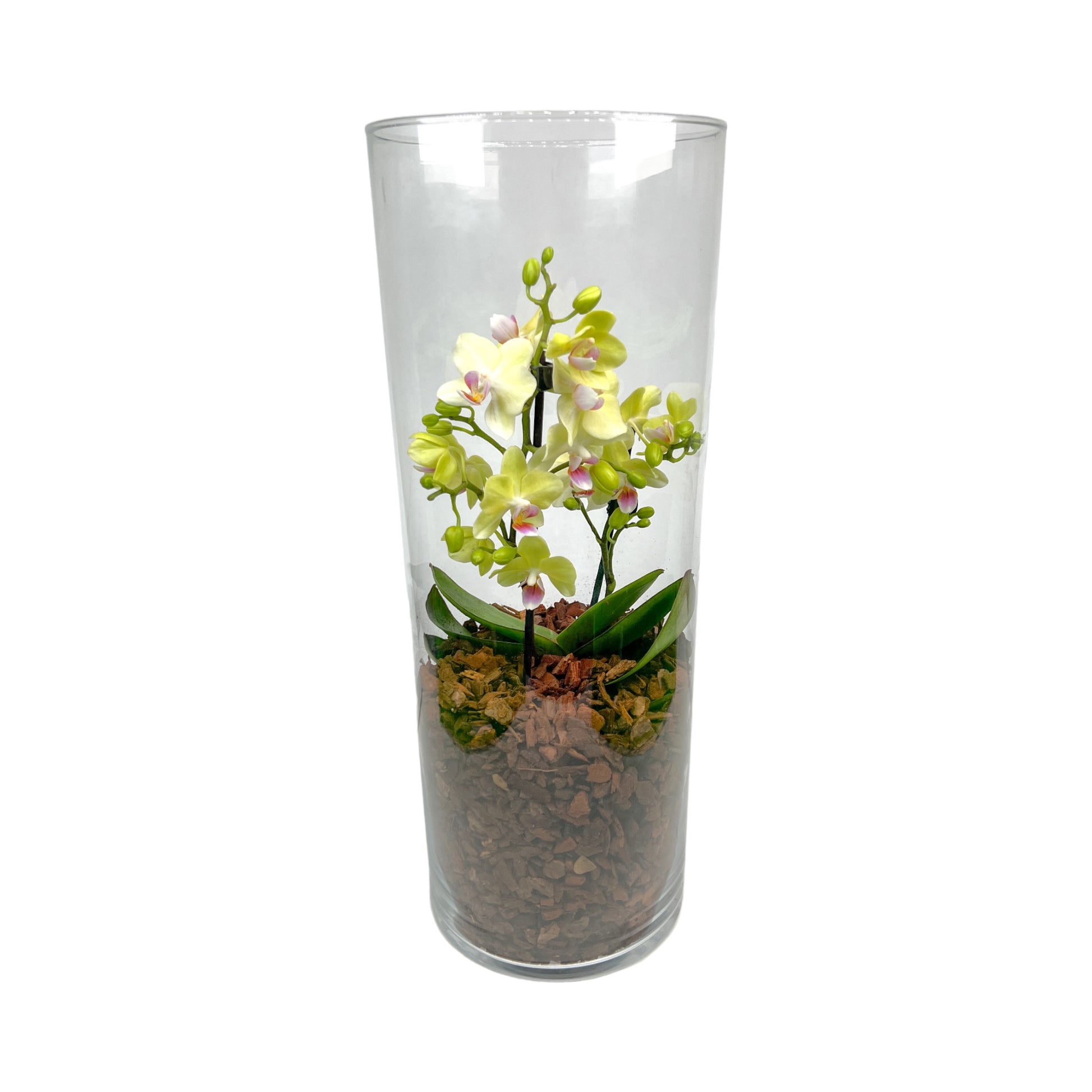 Phalaenopsis Orchid in Glass Terrarium - Trolley Deal The Horti House