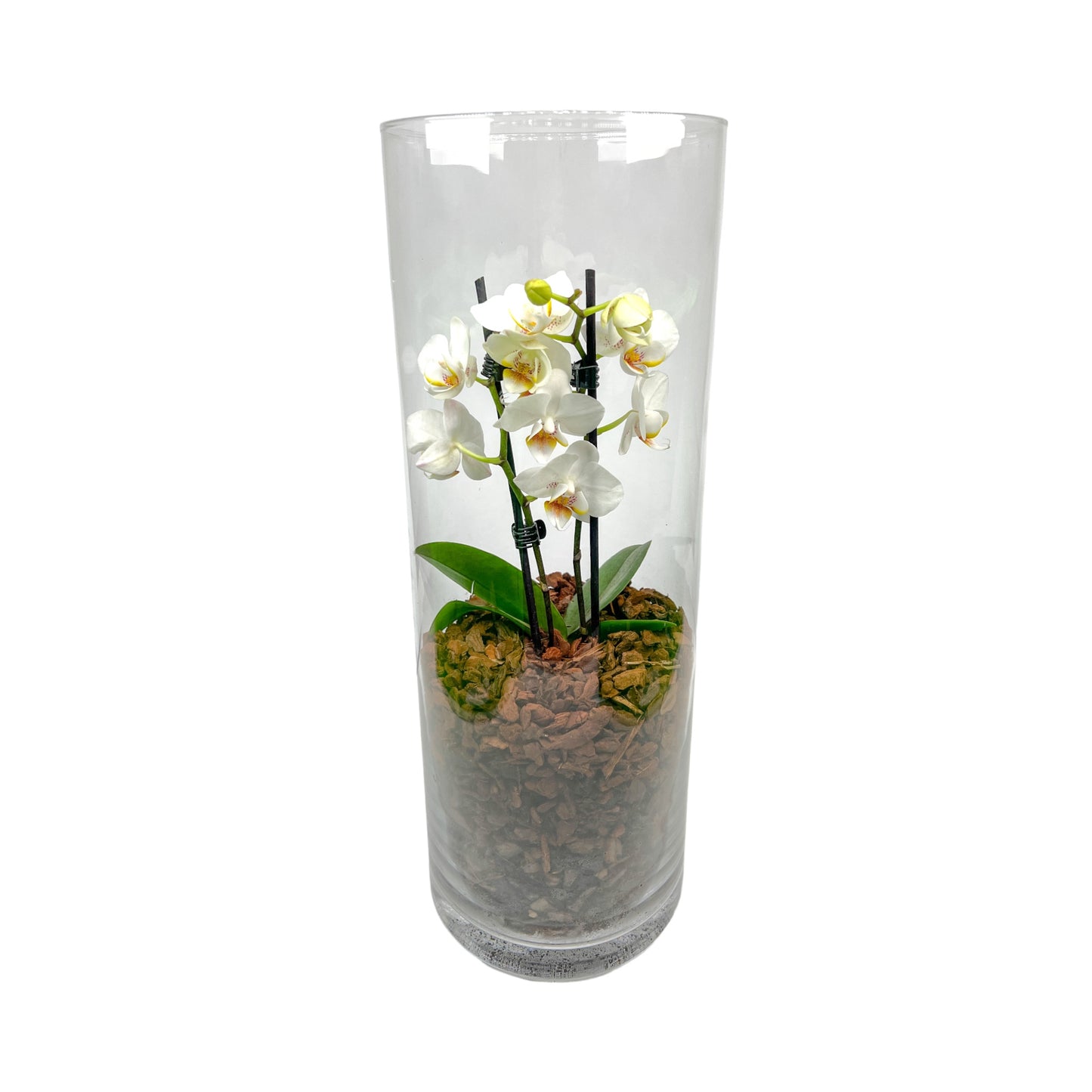 Phalaenopsis Orchid in Glass Terrarium - Trolley Deal The Horti House