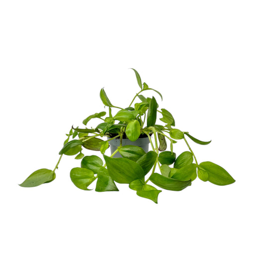 Tradescantia 12cm Mix - Green Plant The Horti House