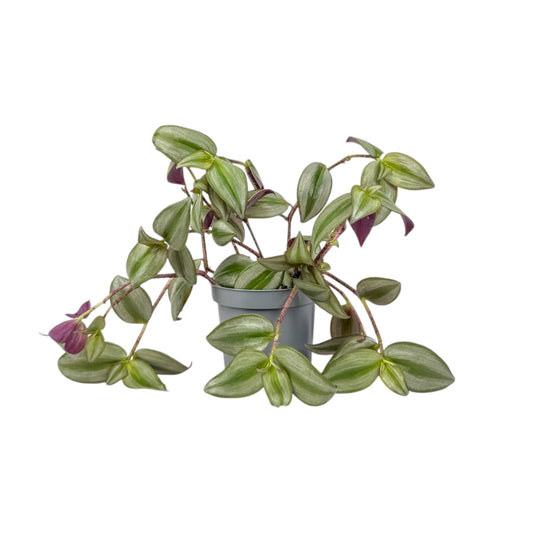 Tradescantia 12cm Mix - Green Plant The Horti House