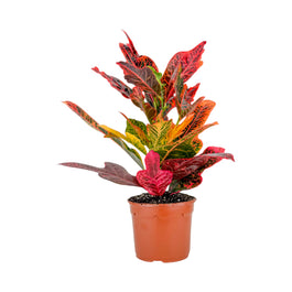 Codiaeum 17cm - Green Plant The Horti House
