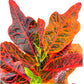 Codiaeum 17cm - Green Plant The Horti House