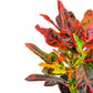 Codiaeum 17cm - Green Plant The Horti House