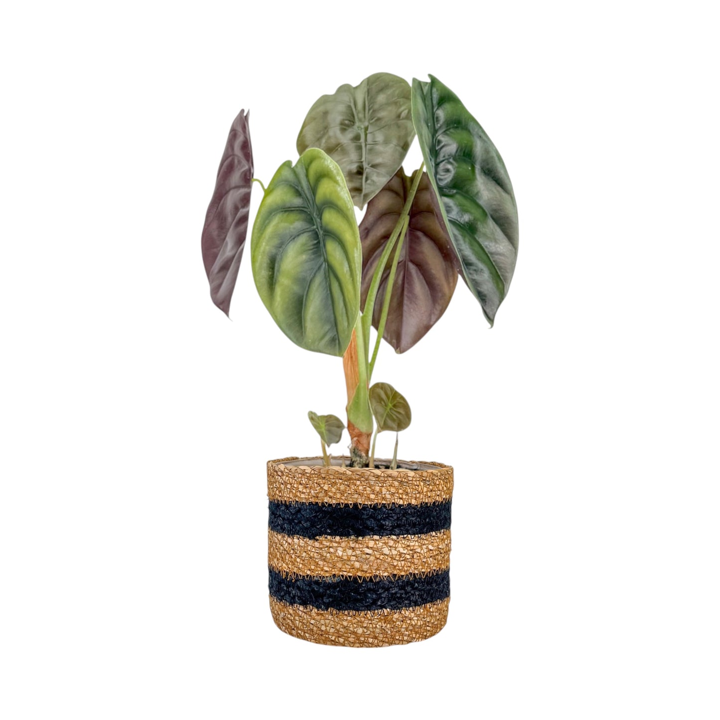 Alocasia 12cm Mix in Basket - Green Plant The Horti House