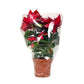 Poinsettia 17cm Sleeved - Poinsettia The Horti House