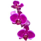 Phalaenopsis 12cm Twin Stem Purple