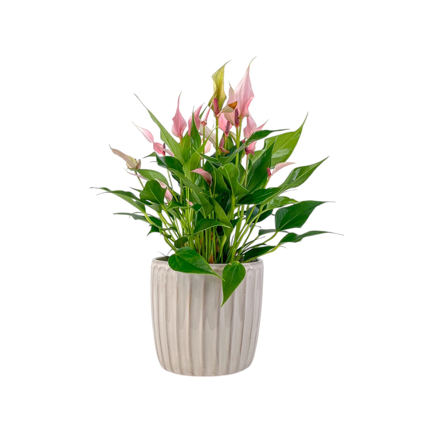 Pots - Windsor